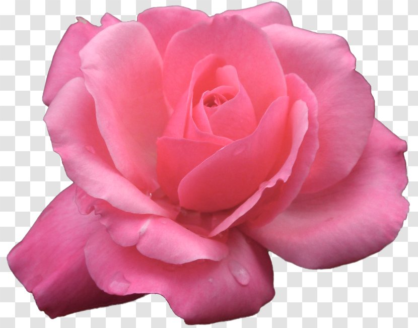 Garden Roses Cabbage Rose Floribunda Cottage Pink - Flowering Plant - Flower Transparent PNG
