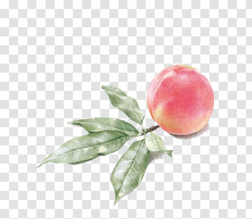 Drawing Watercolor Painting Peach Illustration Transparent PNG