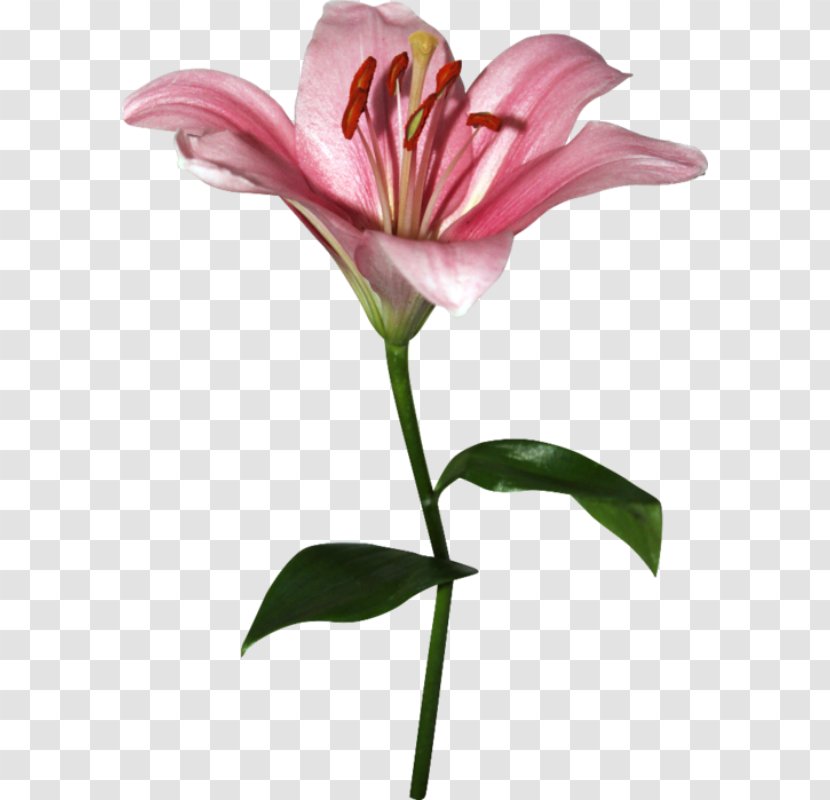 Lilium Cut Flowers Petal Bud - Magenta - Flower Transparent PNG