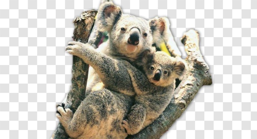 Koala Australia Zoo Fauna Of Wildlife Animal - Wild - Kola Transparent PNG