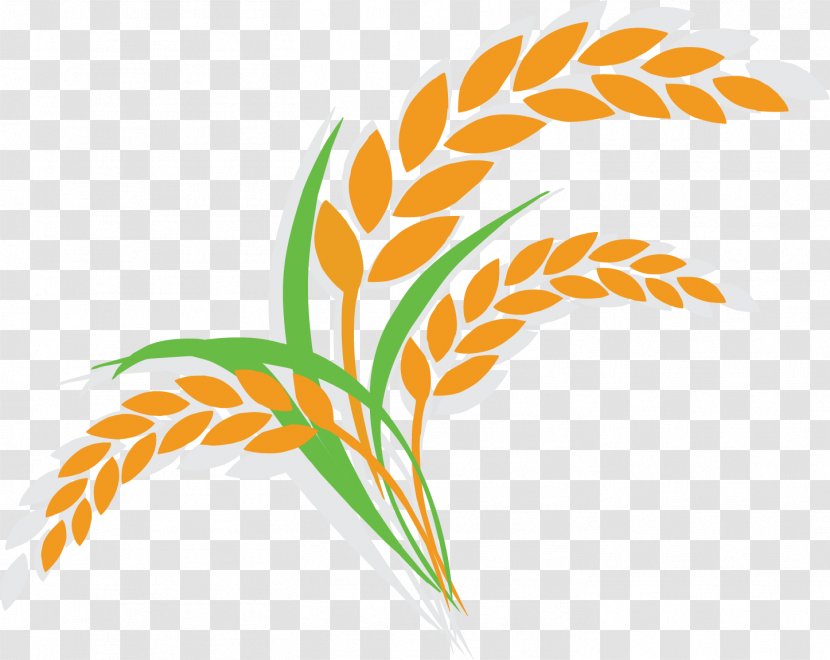 Oat Wheat Shutterstock Illustration - Cartoon Rice Icon Transparent PNG