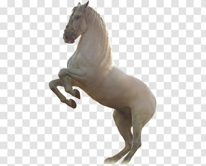Horses Desktop Wallpaper White High-definition Television - Highdefinition - Race Horse Transparent PNG