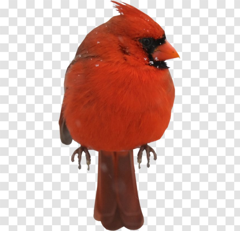 Bird - Animal - Beak Transparent PNG