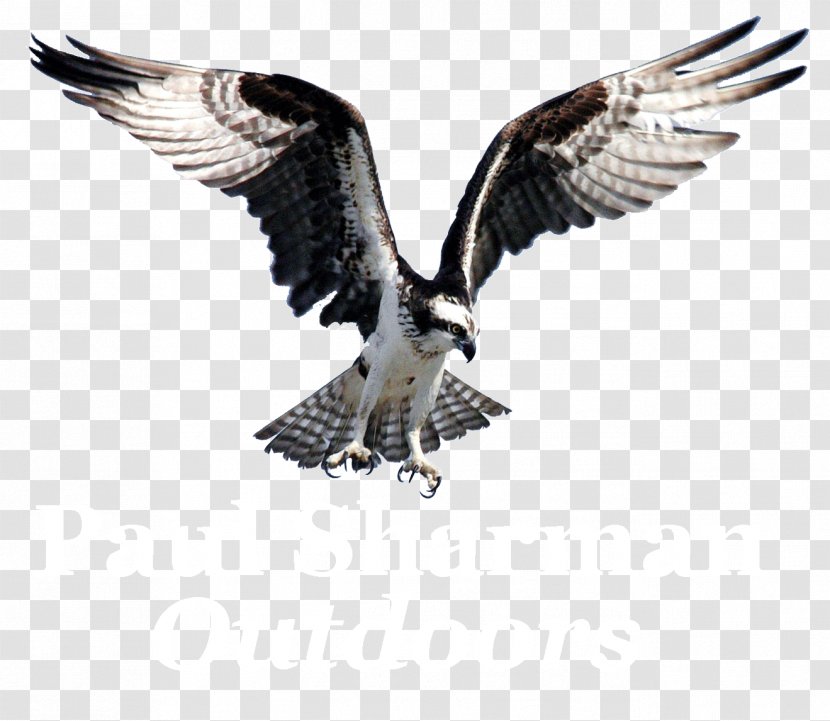 Bird Of Prey Osprey Bald Eagle Clip Art - Diving Transparent PNG