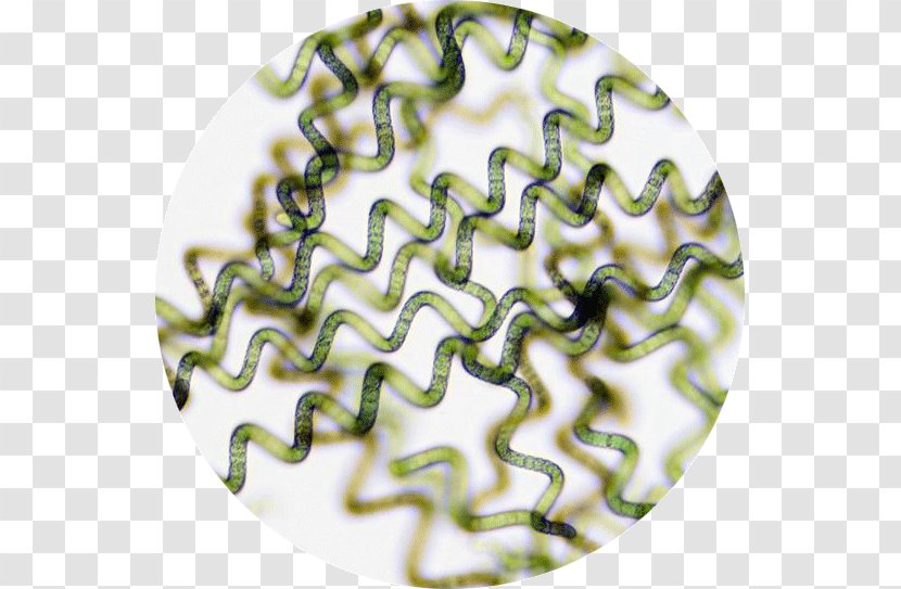 Dietary Supplement Spirulina Blue-green Bacteria Algae Microscope - Juices Transparent PNG
