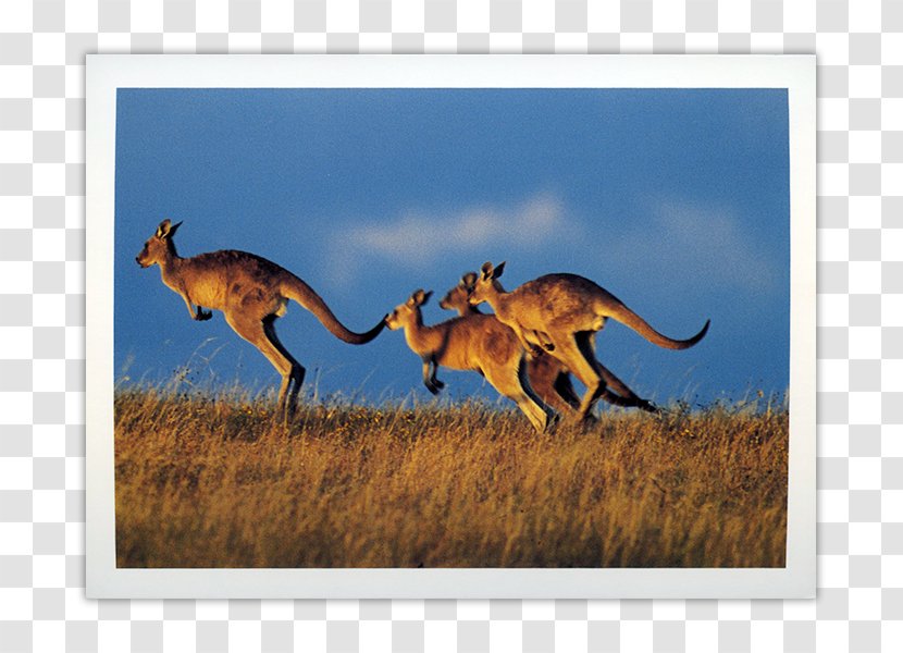 Kangaroo Paper Post Cards Fauna Of Australia Multiview Transparent PNG
