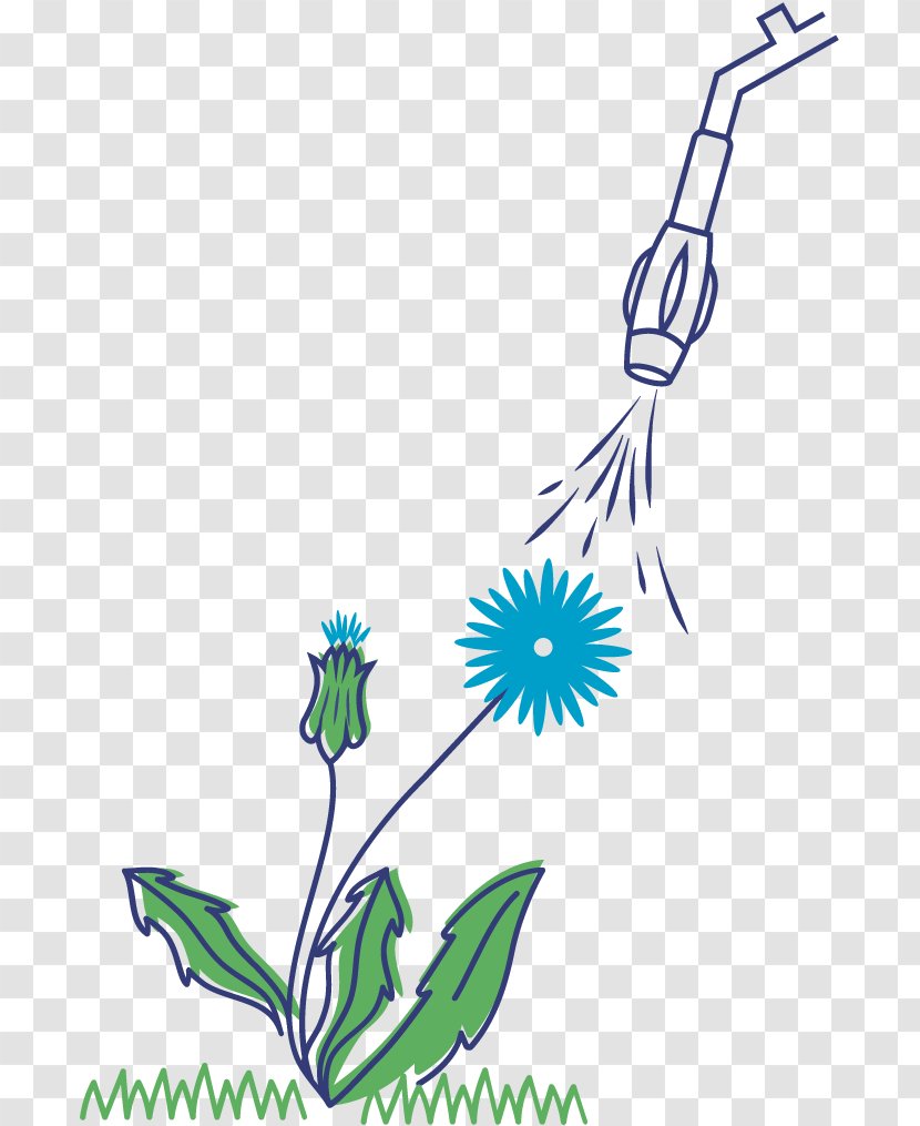 Herbicide Dandelion Glyphosate Plant Weed - Wing Transparent PNG