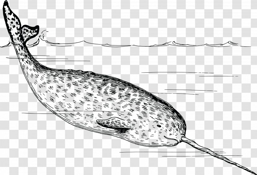Arctic Narwhal Walrus Tusk Clip Art - Line Transparent PNG