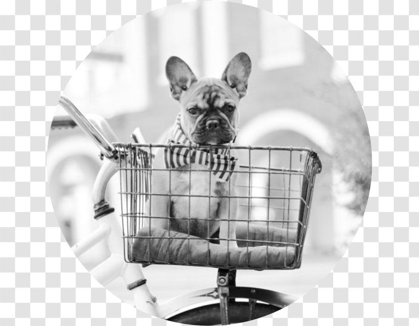 French Bulldog Dog Breed Puppy Pug - Like Mammal Transparent PNG