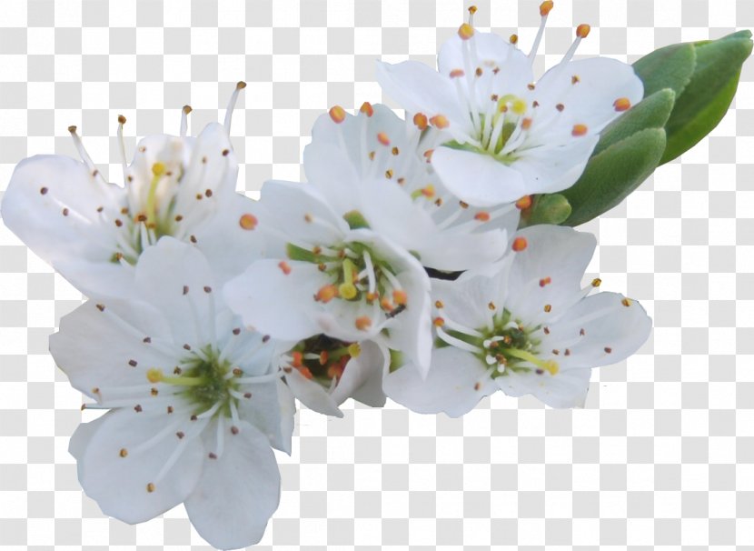 Flower Lilium Garden Transparent PNG