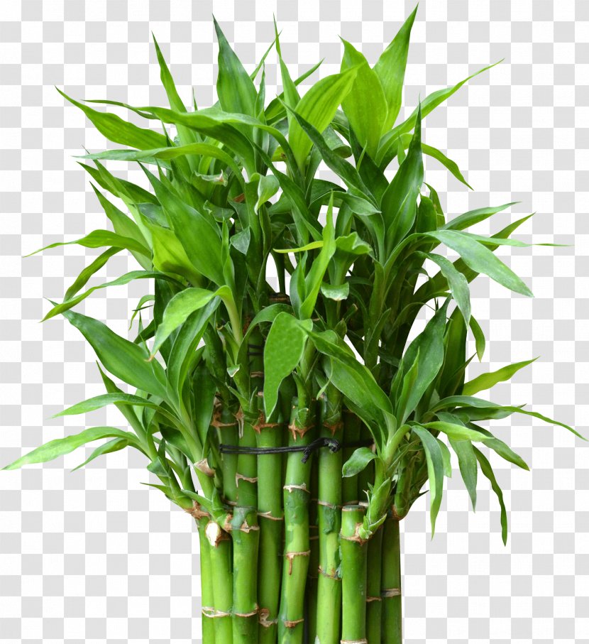 Lucky Bamboo Flowerpot Houseplant Stock Photography Transparent PNG