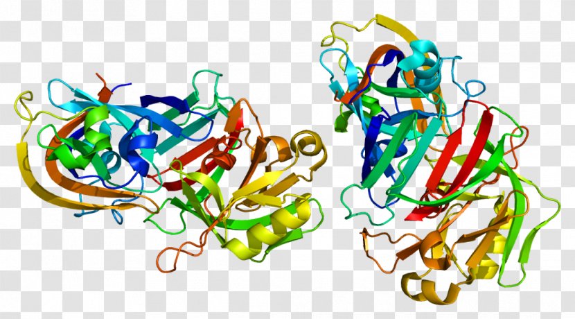 Cathepsin D Enzyme G Protein - Art Transparent PNG