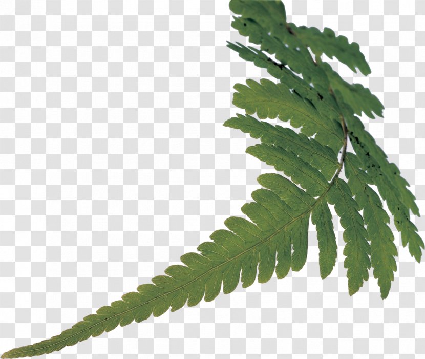Fern Vascular Plant Stem Leaf Transparent PNG