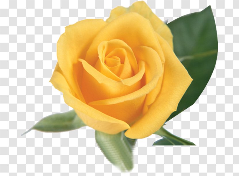Garden Roses Yellow Centifolia - Purple - Rose Transparent PNG