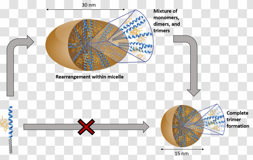 Dimer Helix Bundle Oligomer Self-assembled Monolayer - Flower - Frame Transparent PNG