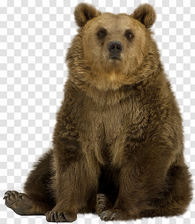 Brown Bear American Black Polar Grizzly - Bears Transparent PNG