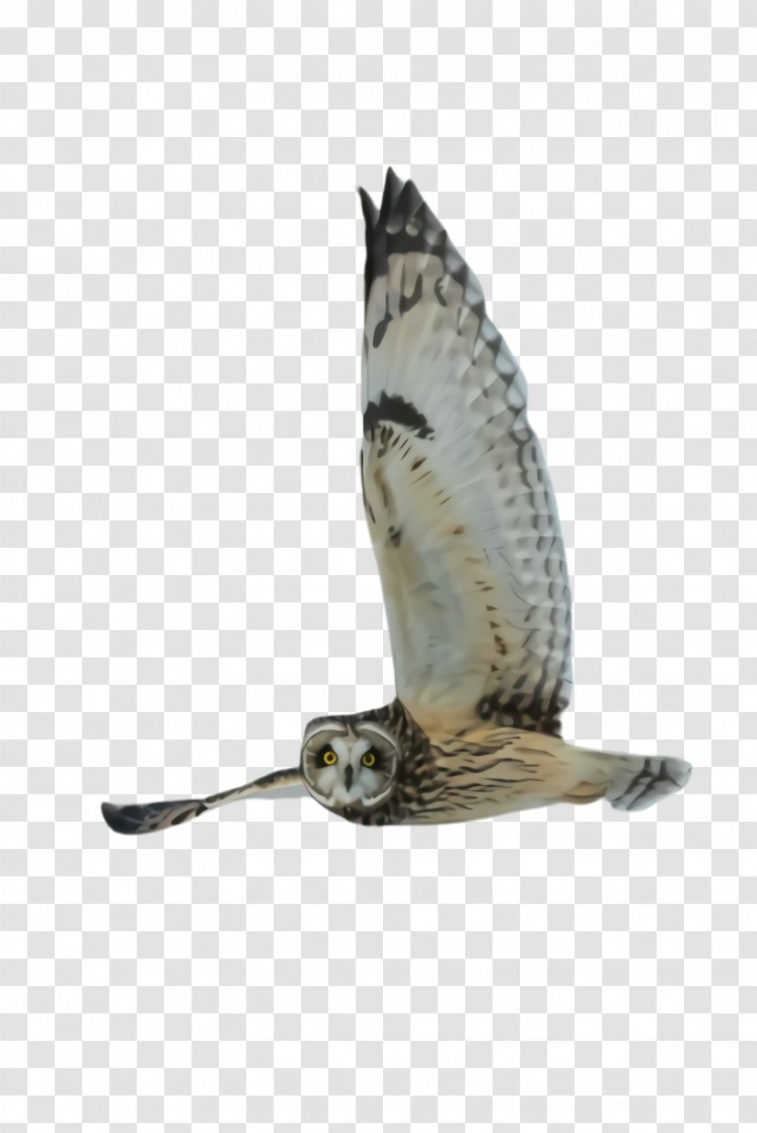 Feather - Osprey - Falconiformes Transparent PNG