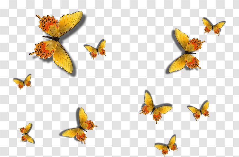 Butterfly GIMP Insect - Pollinator Transparent PNG