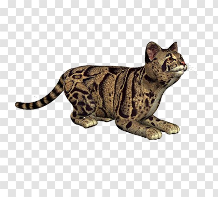 Dragon Li Bengal Cat California Spangled Ocicat Sokoke - Big Cats - Leopard Transparent PNG