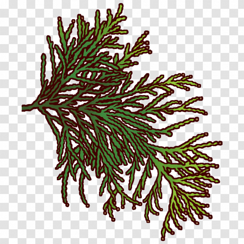 Spruce Plant Stem Twig Plants Science Transparent PNG