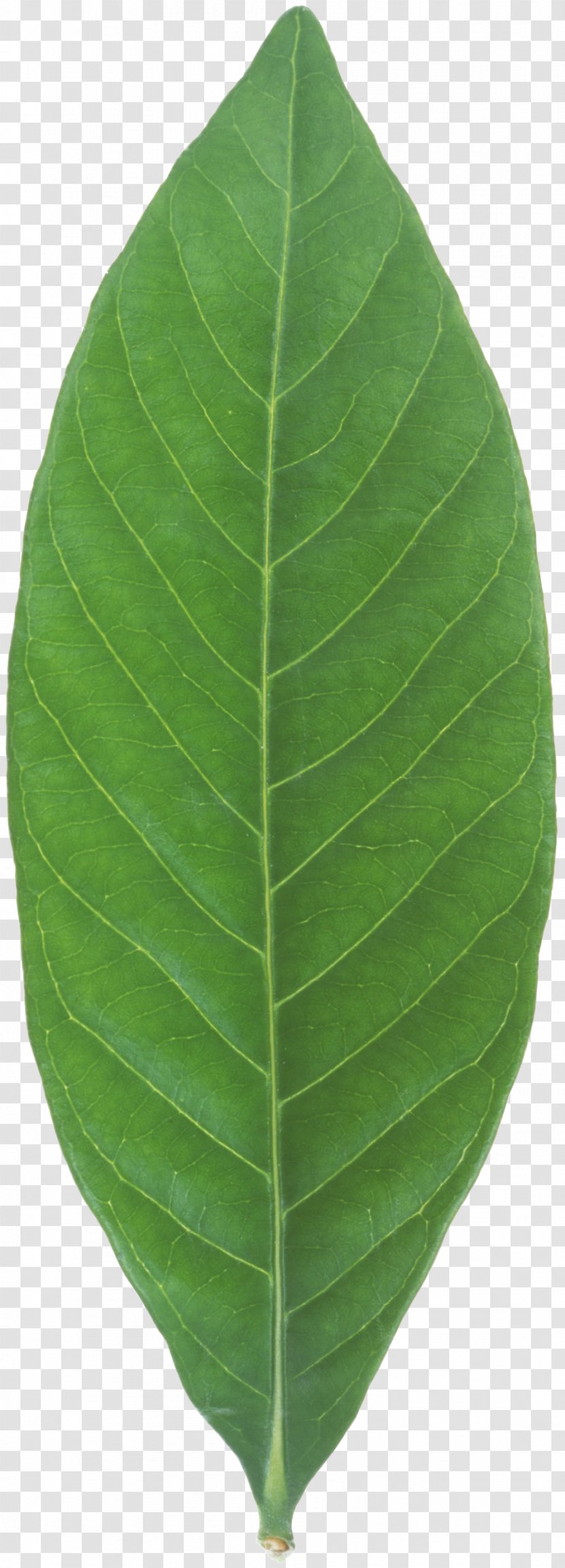 Banana Leaf Plant - Mint Transparent PNG