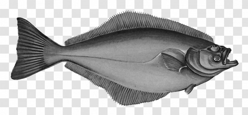 Atlantic Halibut Flatfish A History Of The Fishes British Islands - Species - Fish Transparent PNG