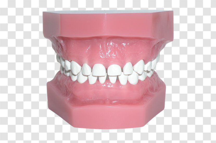 Human Tooth Pediatric Crowns Occlusion - Homo Sapiens - Teeth Model Transparent PNG