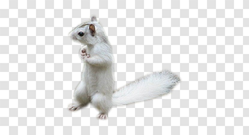 Tree Squirrel Rodent Animal - European Hamster Transparent PNG