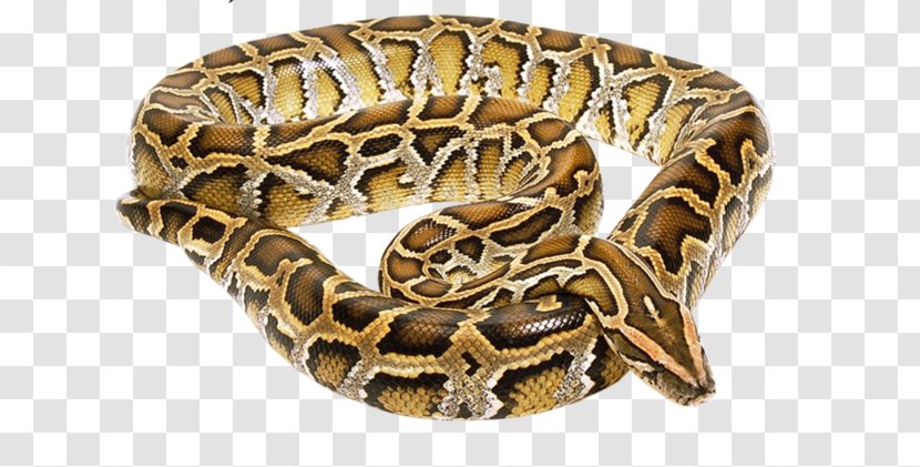 Snake Reptile Vipers Boa Constrictor Deinagkistrodon - Hognose Transparent PNG