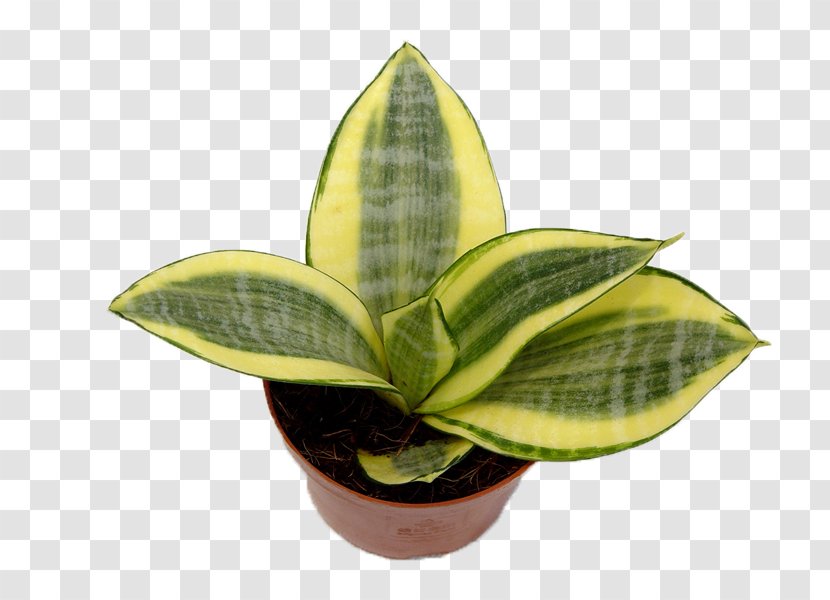 Vipers Bowstring Hemp Sansevieria Cylindrica Leaf Houseplant Succulent Plant - Tiger Picin Potted Transparent PNG