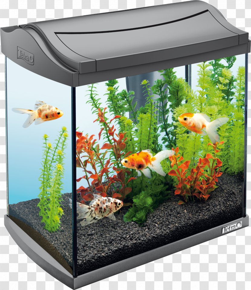 Tetra Aquarium Filters Siamese Fighting Fish Aquariums - Air Pump Transparent PNG