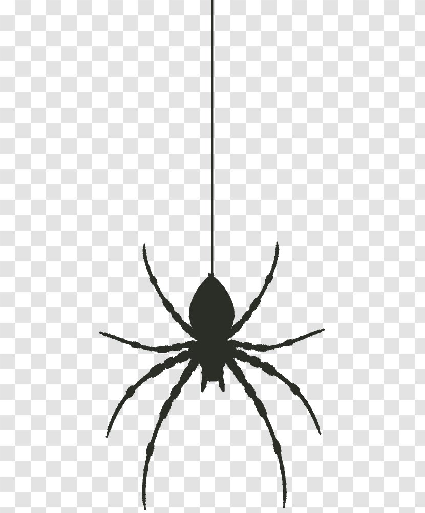 Widow Spiders - Invertebrate - Spider Transparent PNG