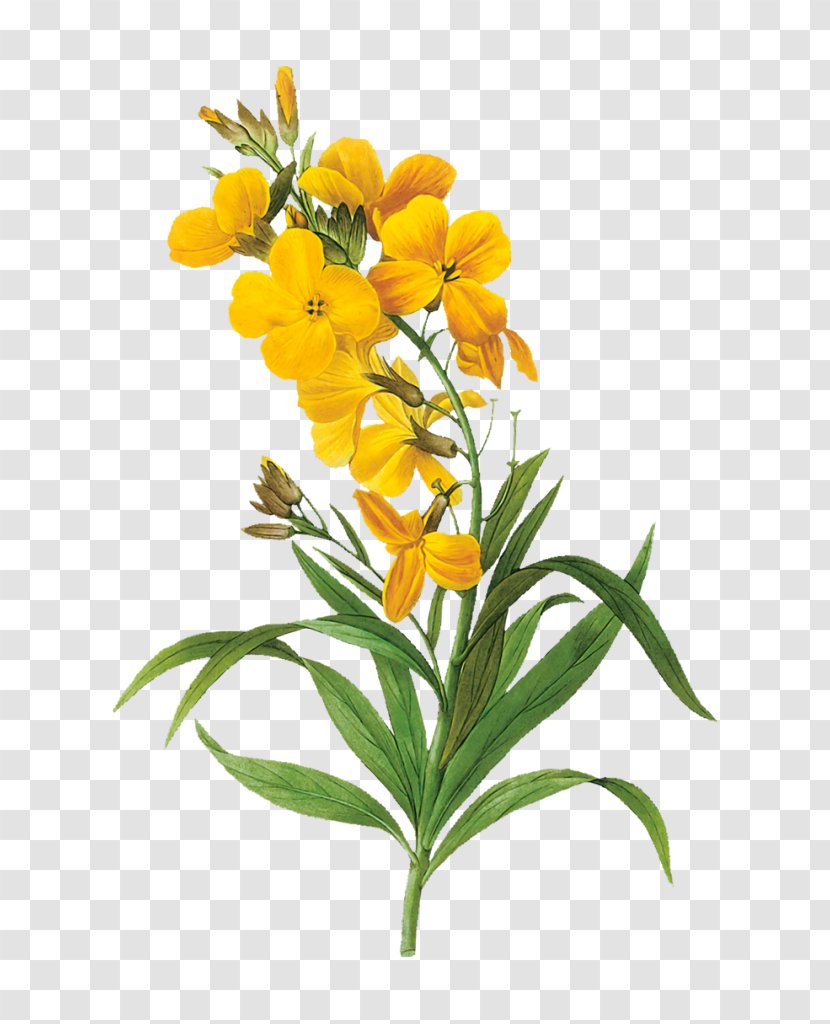 Floral Design Flower Botany Art Yellow Transparent PNG