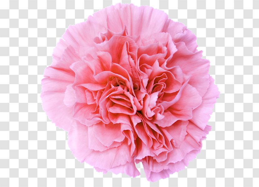 Desktop Wallpaper Pink Flowers Clip Art - Flowering Plant - Flower Transparent PNG