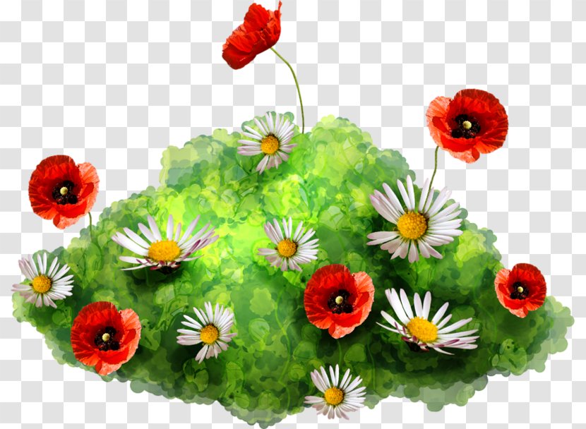 Flower Chroma Key Poppy - Wildflower Transparent PNG