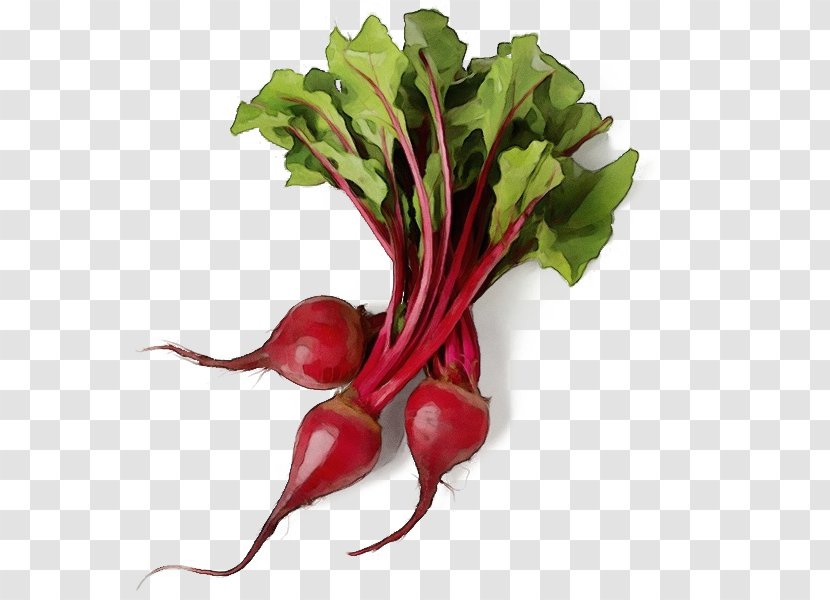 Beet Beetroot Greens Radish Vegetable - Watercolor - Plant Chard Transparent PNG