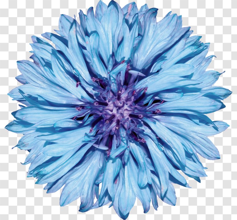 Cornflower Blue Royalty-free Stock Photography - Aster Transparent PNG