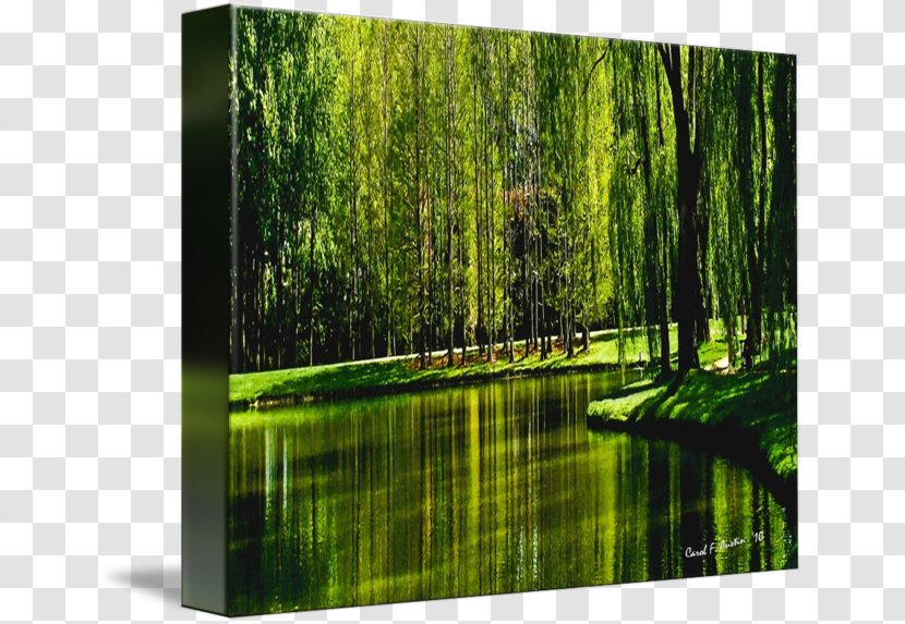 Weeping Willow Avond (Evening): The Red Tree Art Painting - Sunlight Transparent PNG
