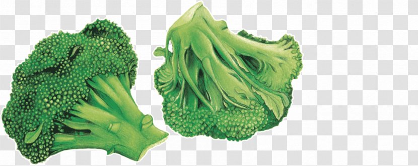 Leaf Vegetable Broccoli Chou Blog Association Kokopelli - Choux Chinois Transparent PNG