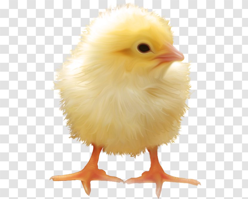 Yellow-hair Chicken - Pixabay - Yellow Chick Transparent PNG