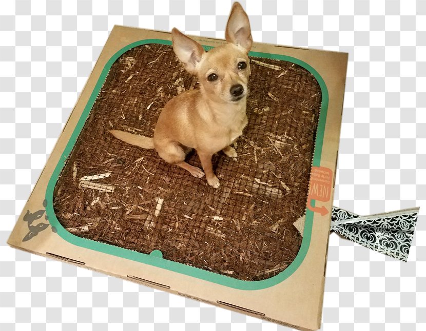 Dog Breed Chihuahua Puppy Bed - Carnivoran - Chiuaua Transparent PNG