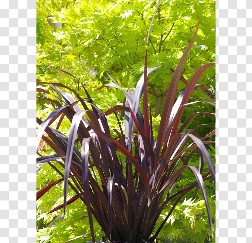 Phormium Tenax Flax In New Zealand Colensoi Plant - Herb Transparent PNG