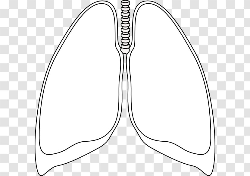 Lung Pneumothorax Clip Art - Drawing - Small Lungs Cliparts Transparent PNG