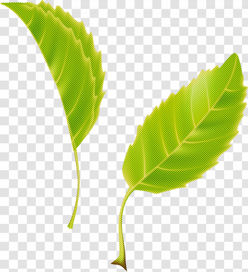 Leaf Transparent PNG