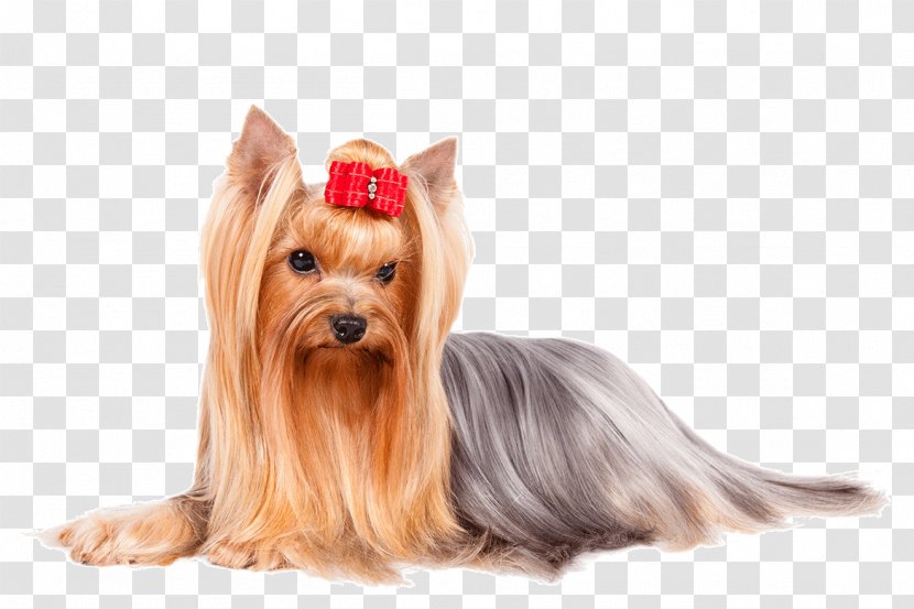 Yorkshire Terrier Italian Greyhound Finnish Spitz Poodle Boxer - Companion Dog - Long Hair Transparent PNG