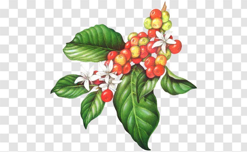 Leaf Illustration - Berry - Lingonberry Schisandra Transparent PNG