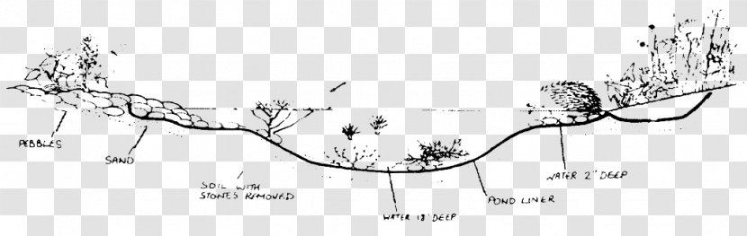 Mammal Hedgehog Wildlife Garden Sketch - Food - Slope Depression Transparent PNG