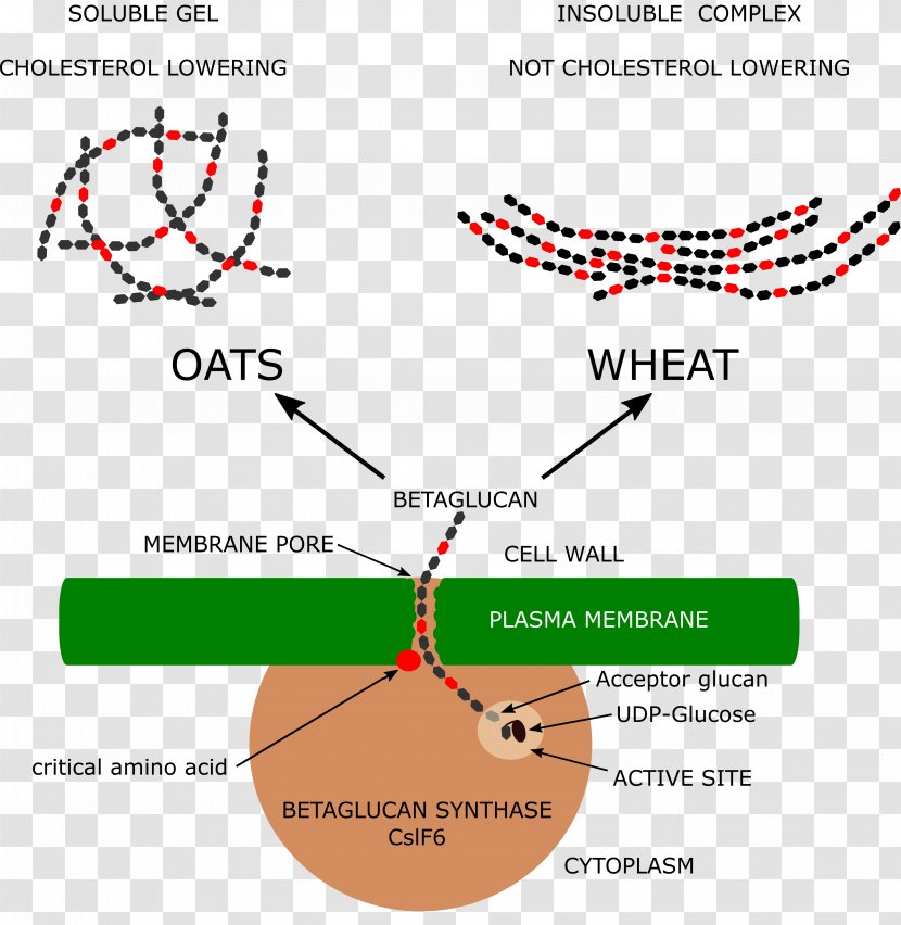 Oat Beta-glucan Wheat - Betaglucan Transparent PNG