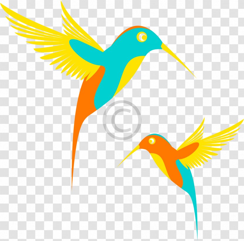 Hummingbird Clip Art - Stock Photography - Parrot Transparent PNG