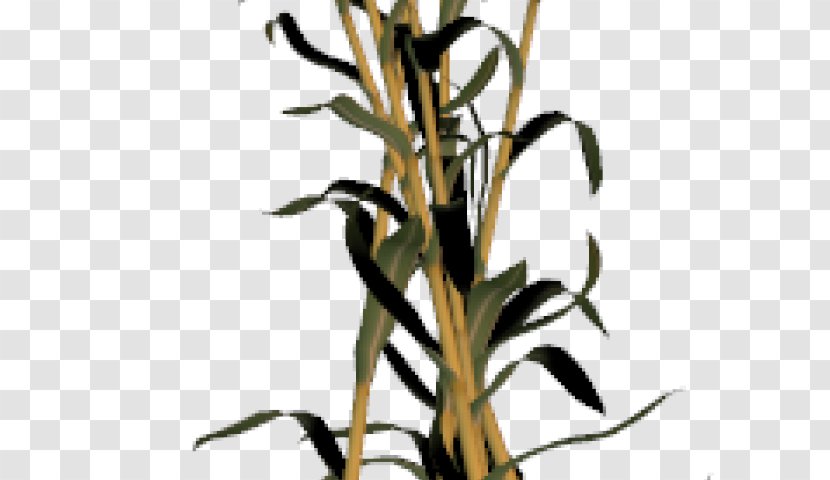 Grass Flower - Corn - Family Transparent PNG